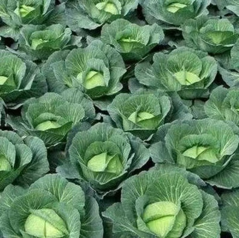 （甘蓝）砀山甘蓝大量上市，一手货源，量大从优，可视频看货