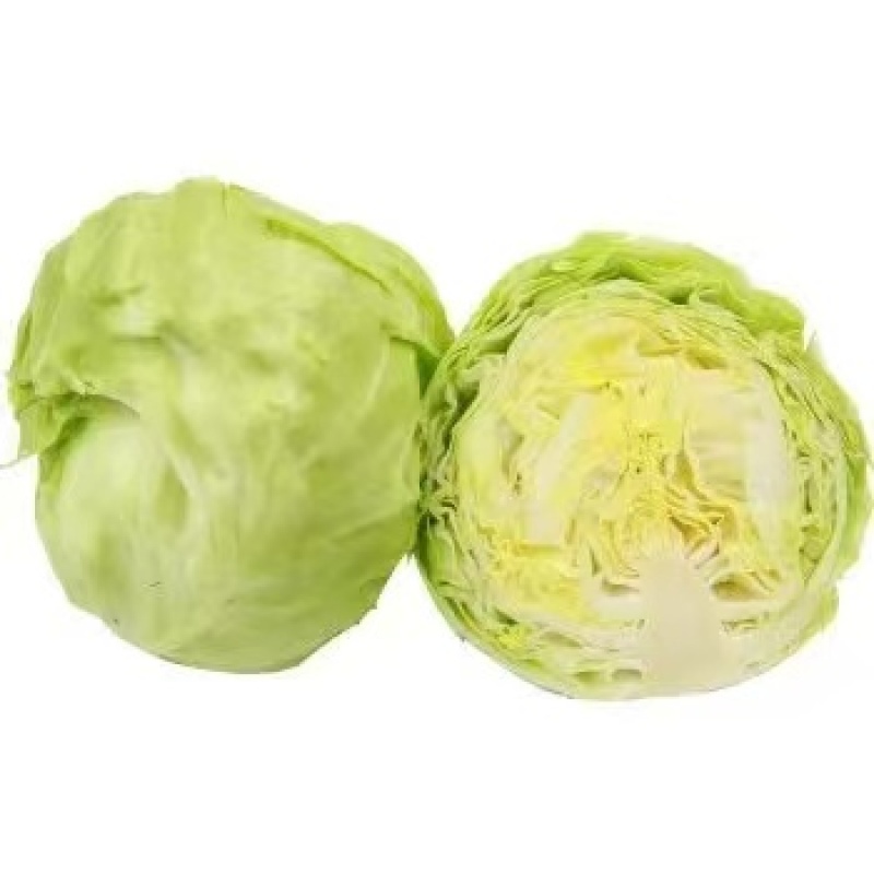 （甘蓝）砀山甘蓝大量上市，一手货源，量大从优，可视频看货