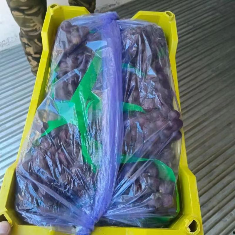 辽宁锦州北镇巨峰葡萄串型好颗粒大货源充足量大从优