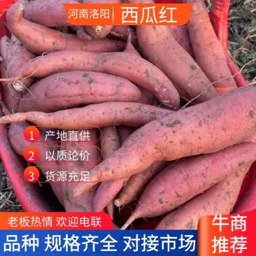 【西瓜红】洛阳西瓜红红薯品种规格齐全对接电商批发市场