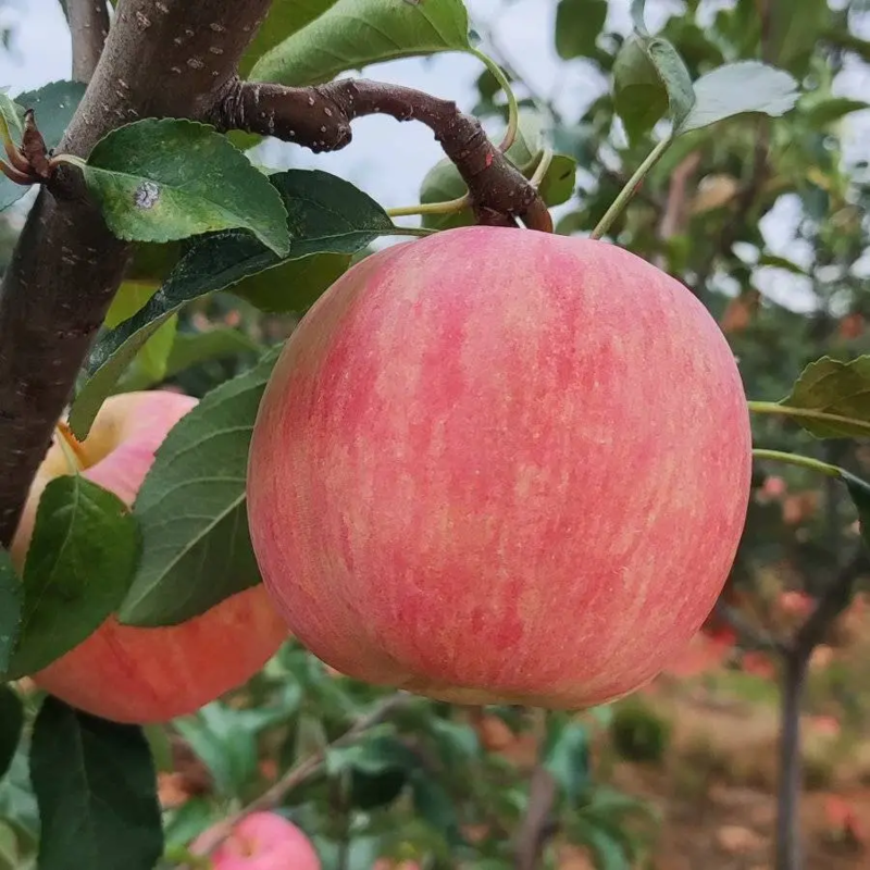 【苹果】辽宁岳阳红苹果产地直发脆甜多汁可视频看货