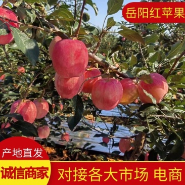 辽宁岳阳红苹果绥中苹果现摘现发对接各大市场商超