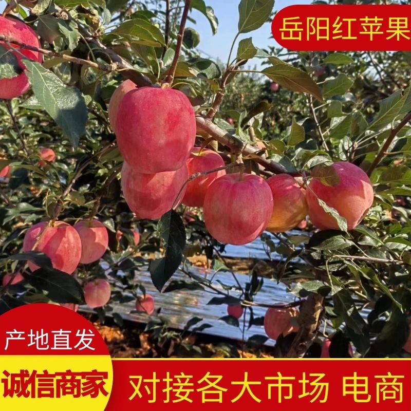 辽宁岳阳红苹果绥中苹果现摘现发对接各大市场商超