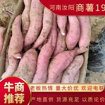 【商薯19】河南洛阳红薯产地直供万亩基地对接电商批发市场