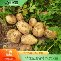 【推荐】内蒙古v7土豆大量上市产地发货品质保证量大从优