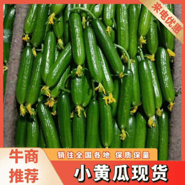 山东水果黄瓜大量有货质优价廉产地一手货源现摘现发对接批发