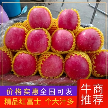 【产地直销】红富士苹果，皮薄水多个头大，欢迎老板电联