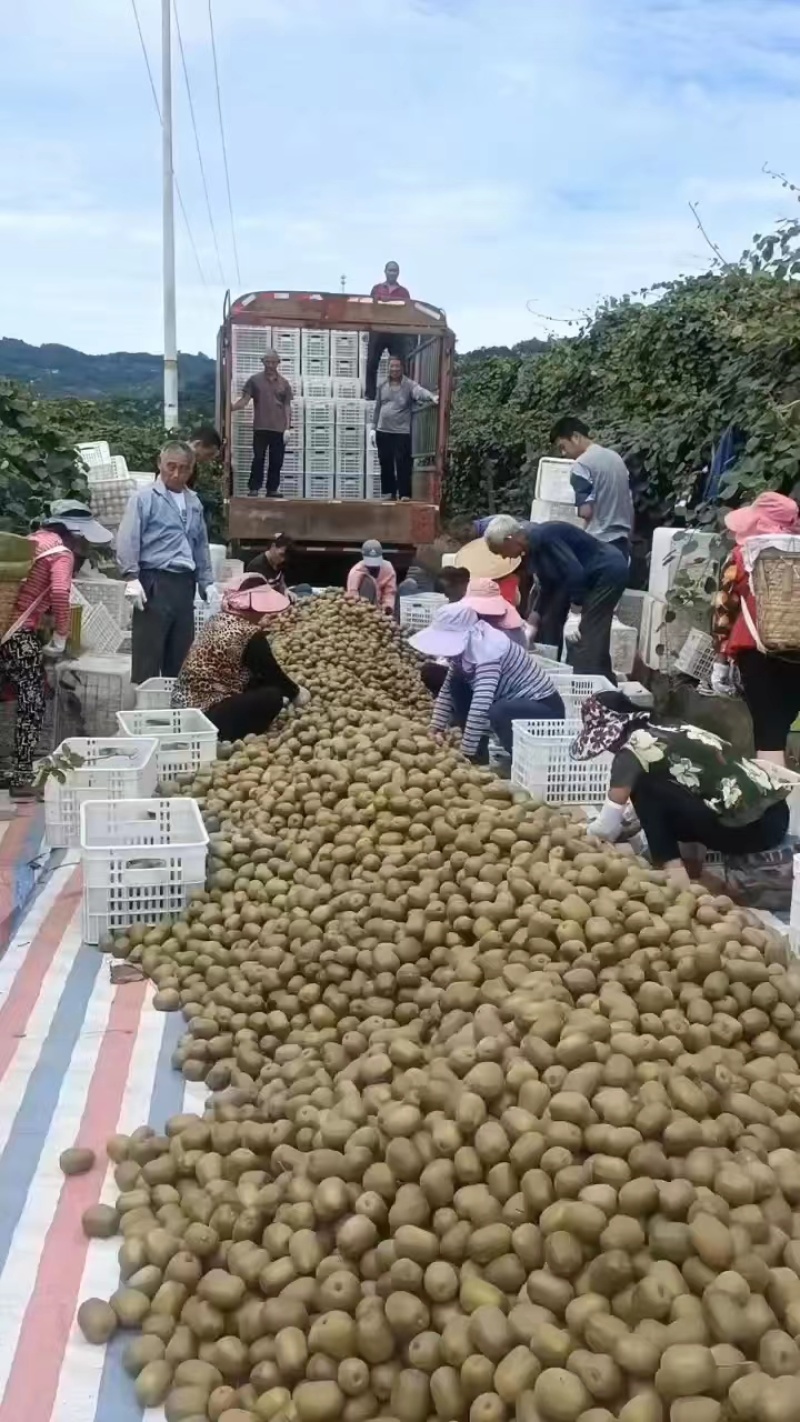 红心猕猴桃四川精品猕猴桃大量供应中欢迎咨询