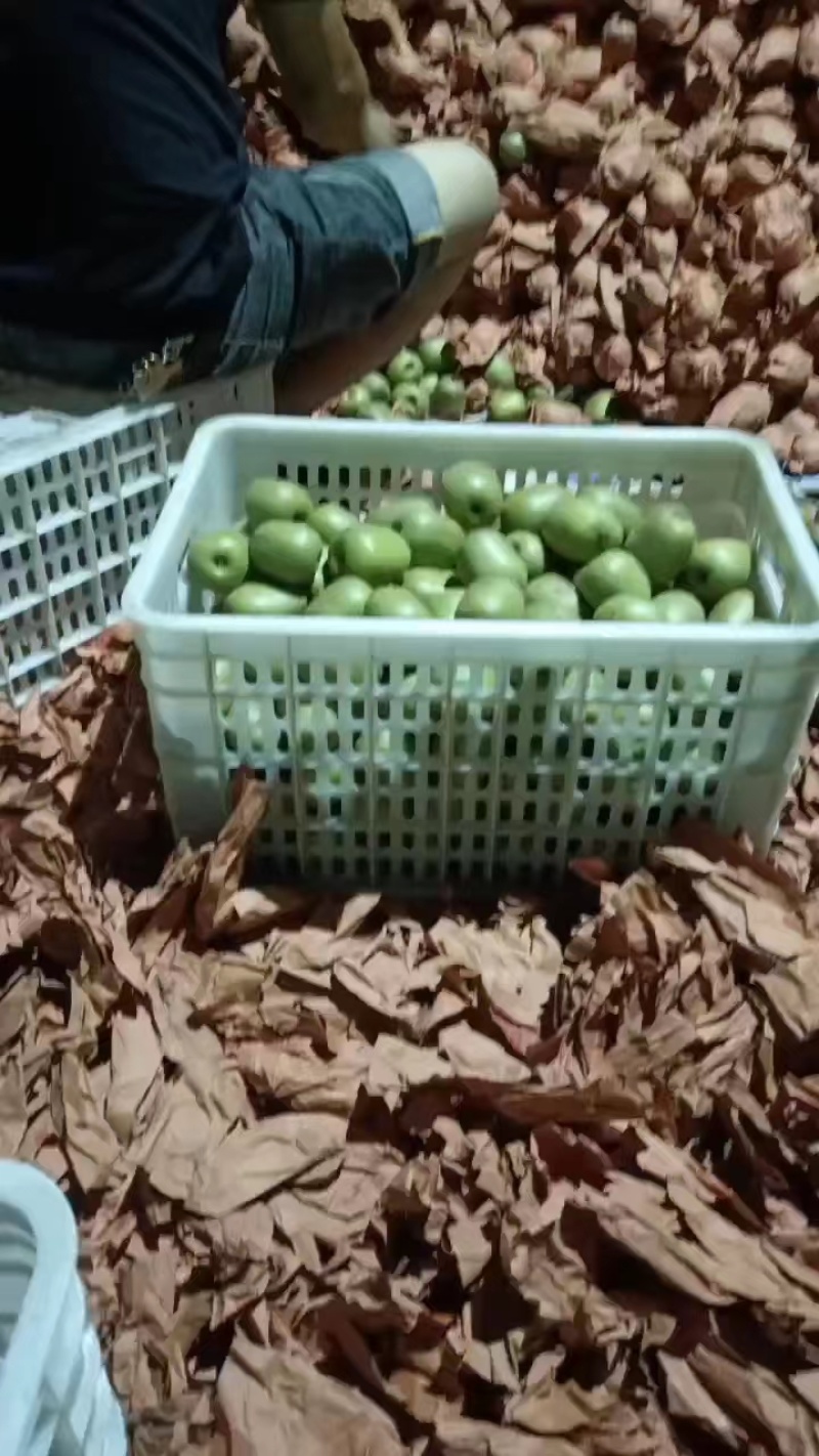 红心猕猴桃四川精品猕猴桃大量供应中欢迎咨询