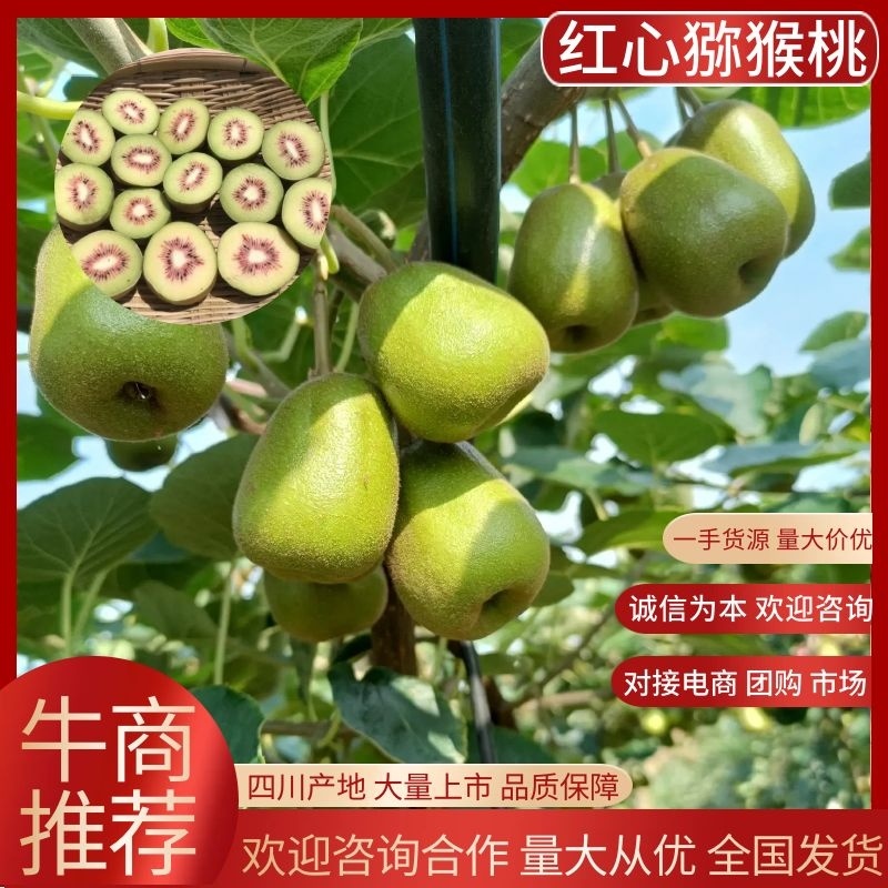 四川蒲江，红心猕猴桃，对接电商市场等各类客户