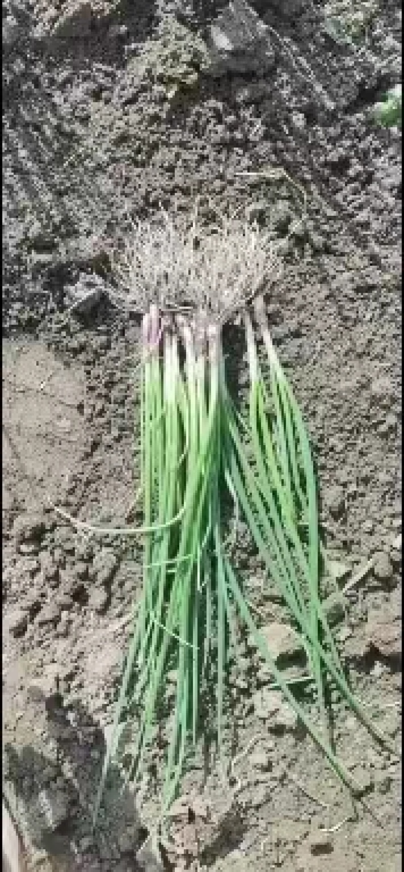 【热卖】洋葱苗河西二红半高桩早熟，无土无泥，根红苗壮