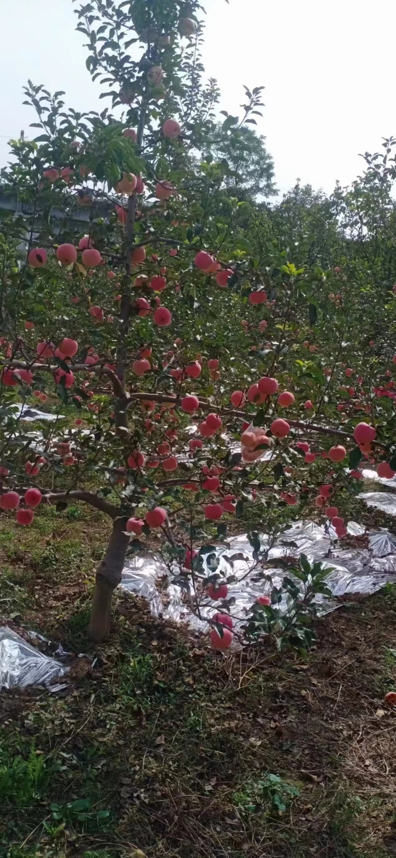 甘肃苹果红富士苹果套袋精品产地直供货源充足可视频看货电联