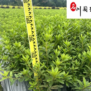苗圃大量毛鹃苗现货自产自销量大优惠映山红毛娟苗批发