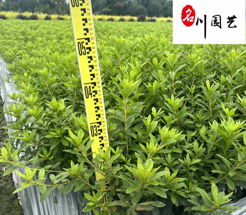 苗圃大量毛鹃苗现货自产自销量大优惠映山红毛娟苗批发