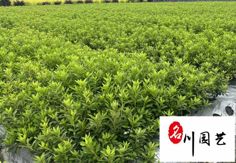 苗圃大量毛鹃苗现货自产自销量大优惠映山红毛娟苗批发