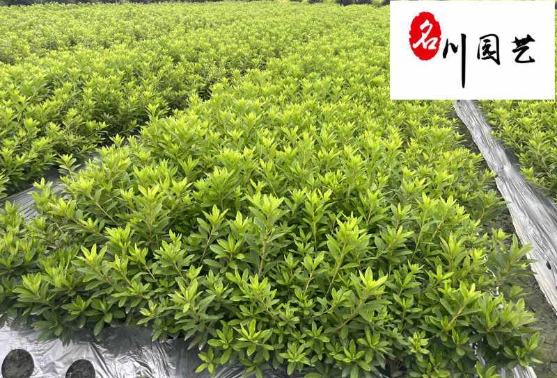 苗圃大量毛鹃苗现货自产自销量大优惠映山红毛娟苗批发