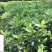 苗圃大量毛鹃苗现货自产自销量大优惠映山红毛娟苗批发