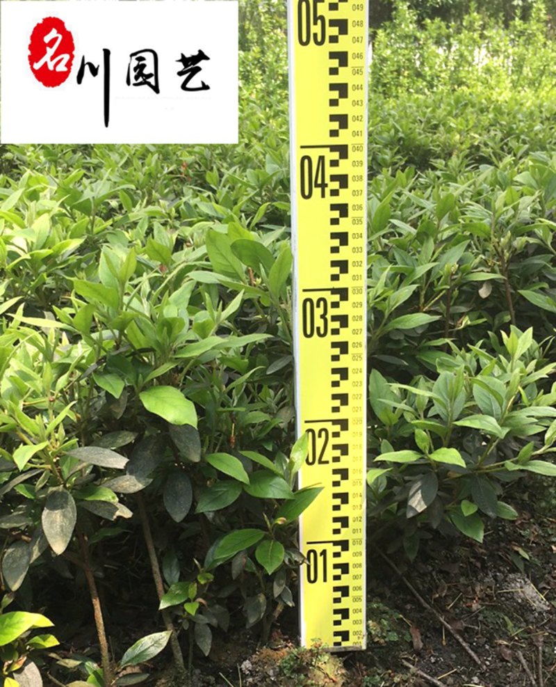 苗圃大量毛鹃苗现货自产自销量大优惠映山红毛娟苗批发