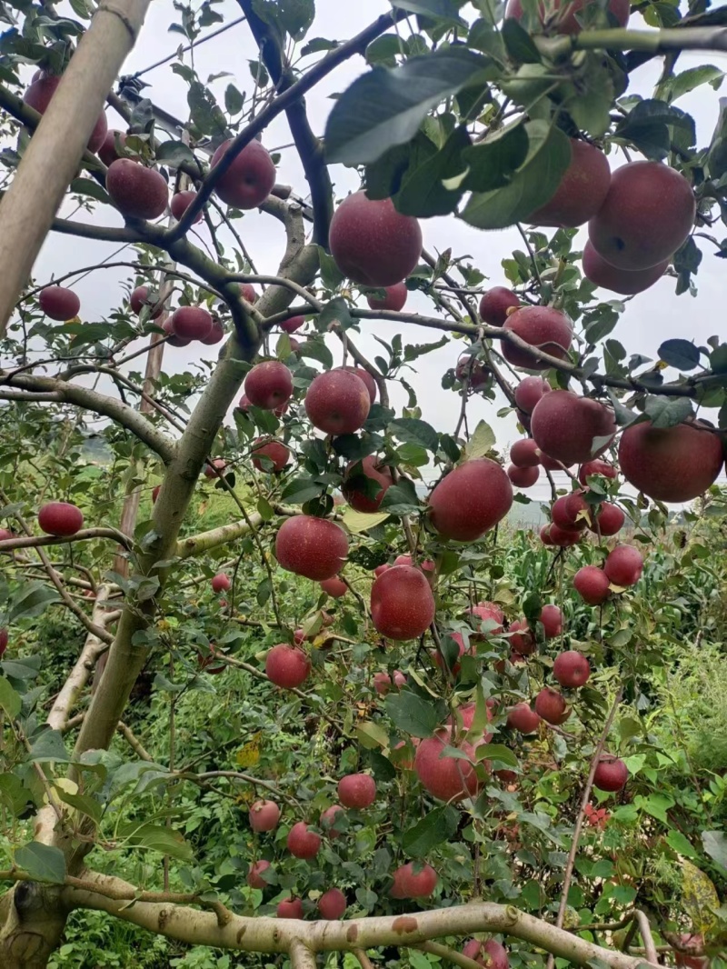 【精选】云南红河苹果红将军种植户自卖产地直发皮薄脆甜量大从优