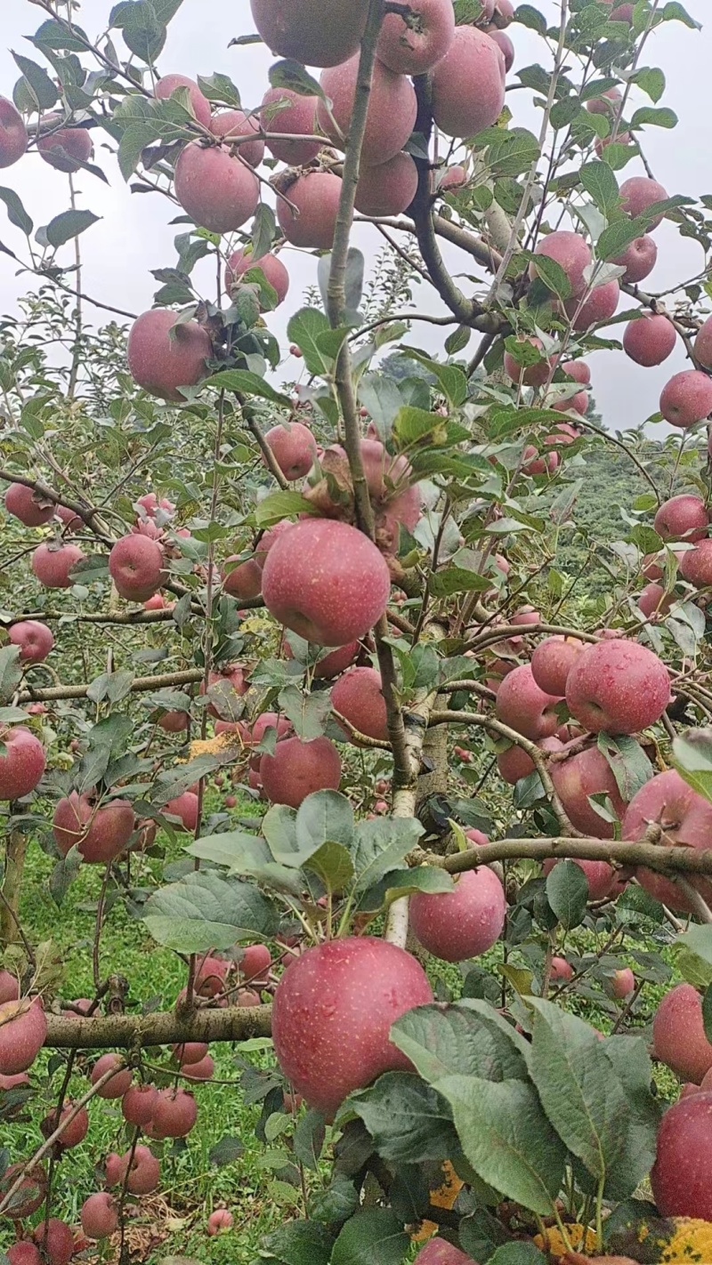 【精选】云南红河苹果红将军种植户自卖产地直发皮薄脆甜量大从优