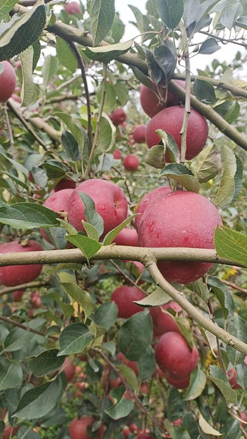 【精选】云南红河苹果红将军种植户自卖产地直发皮薄脆甜量大从优