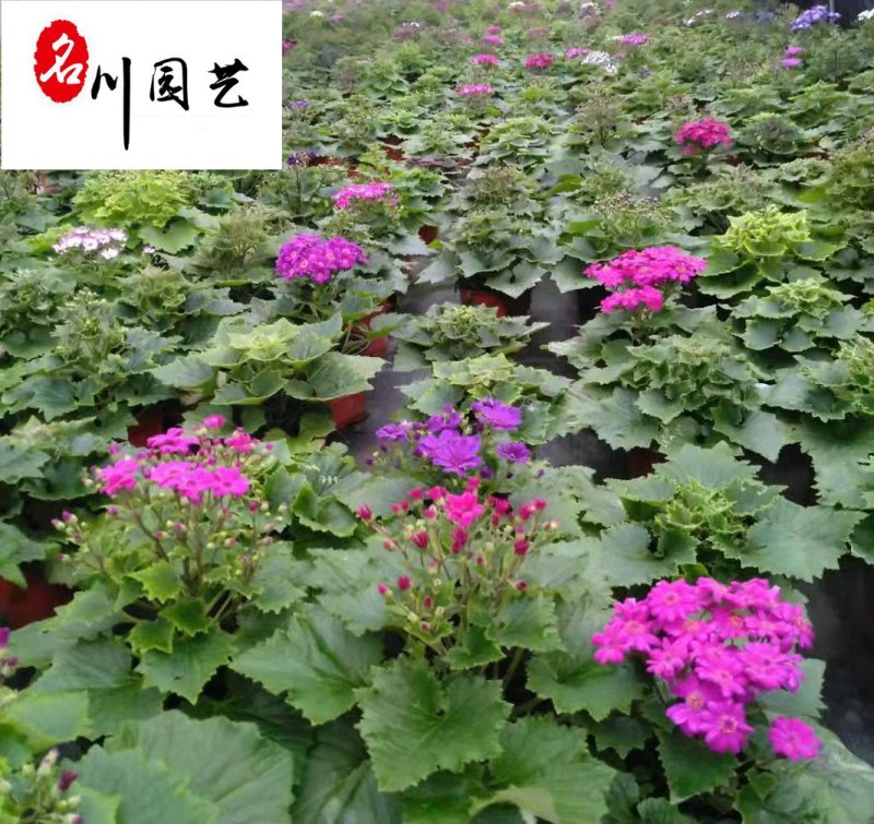 大量出售瓜叶菊杯苗颜色艳丽花境花带搭配瓜叶菊价格