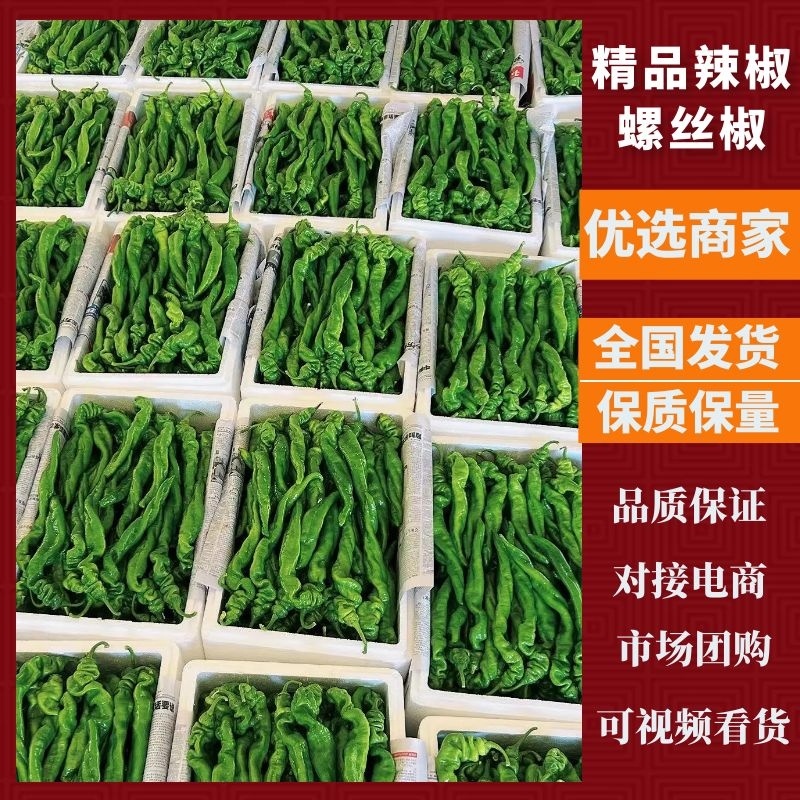 【精品】螺丝椒品种齐全品种保证对接市场电商商超