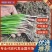【热卖】洋葱苗河西二红半高桩早熟，无土无泥，根红苗壮