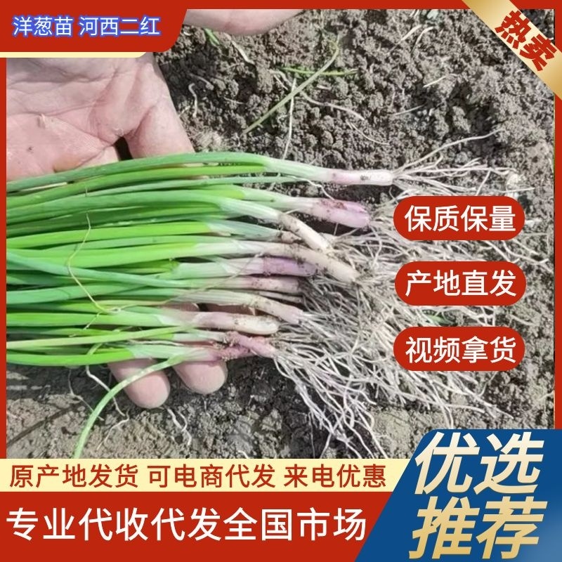 【热卖】洋葱苗河西二红半高桩早熟，无土无泥，根红苗壮