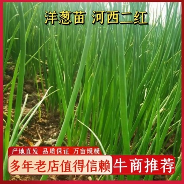 洋葱苗，河西二红，早熟，产地直发，货源充足，欢迎订购。
