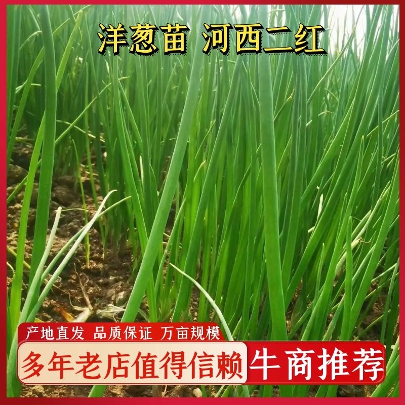 洋葱苗，河西二红，早熟，产地直发，货源充足，欢迎订购。