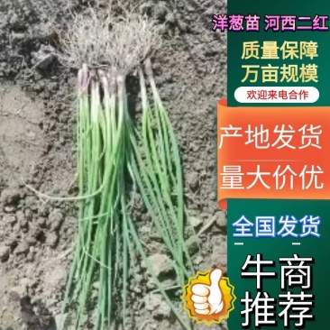 【精品】洋葱苗河西二红货源充足可对接大型市场产地直发