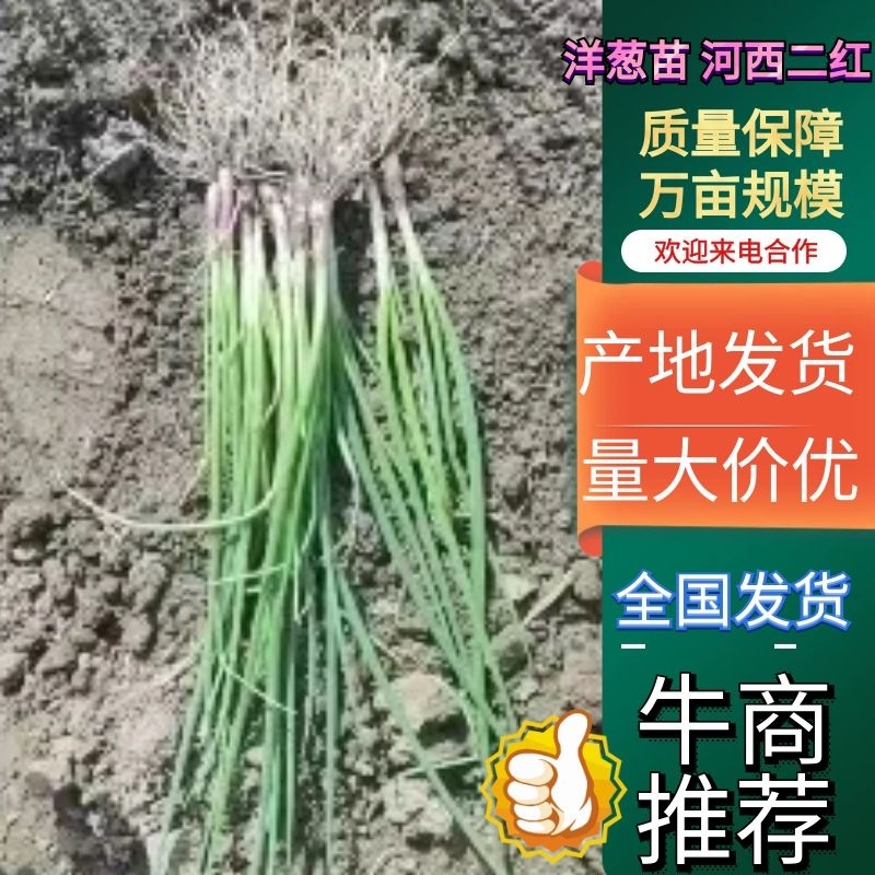 【精品】洋葱苗河西二红货源充足可对接大型市场产地直发