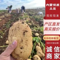 【土豆】内蒙沃土5号土豆现挖现发可视频欢迎咨询