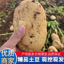 【226土豆】内蒙土豆黄心土豆优质沙地土豆产地直发