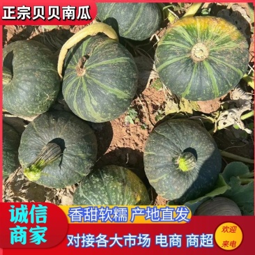 【正宗贝贝南瓜】武川南瓜绿皮南瓜产地直发对接全国市场