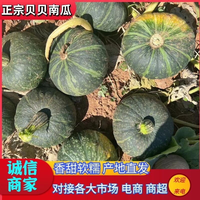 【正宗贝贝南瓜】武川南瓜绿皮南瓜产地直发对接全国市场