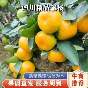 四川蜜桔；，甜味汁多，可视频看货产地实力代办为你服务