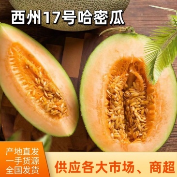 【诚信推荐】新疆哈密17号大量上市全国发货量大从优