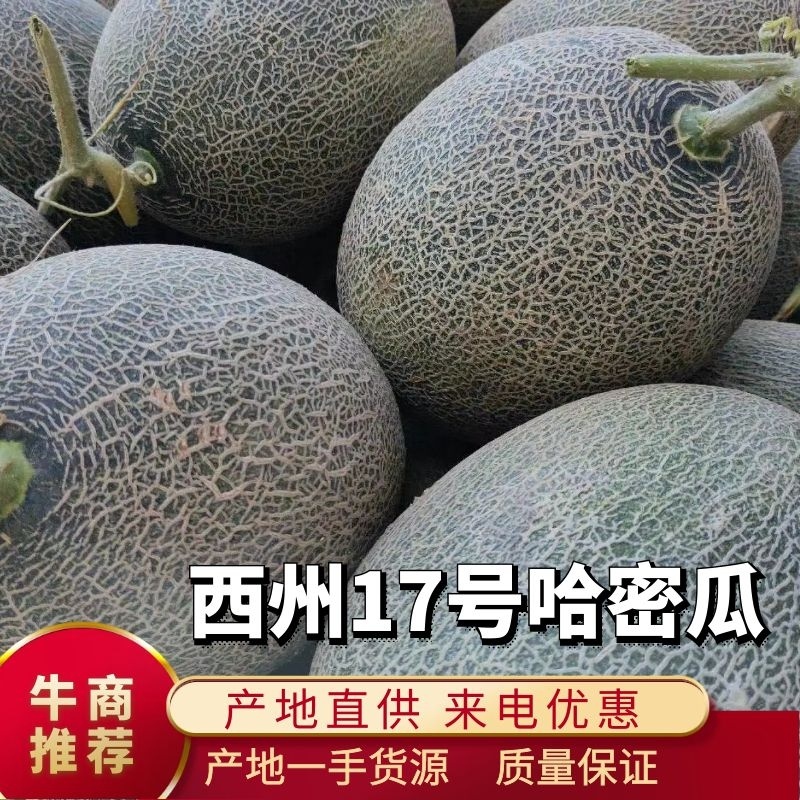 【诚信推荐】新疆哈密17号大量上市全国发货量大从优