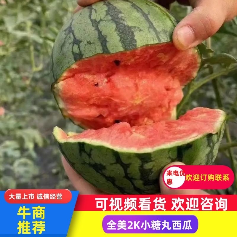 山东潍坊秋季吊瓜2k大量现货！皮薄口感好可以手剥皮吃的