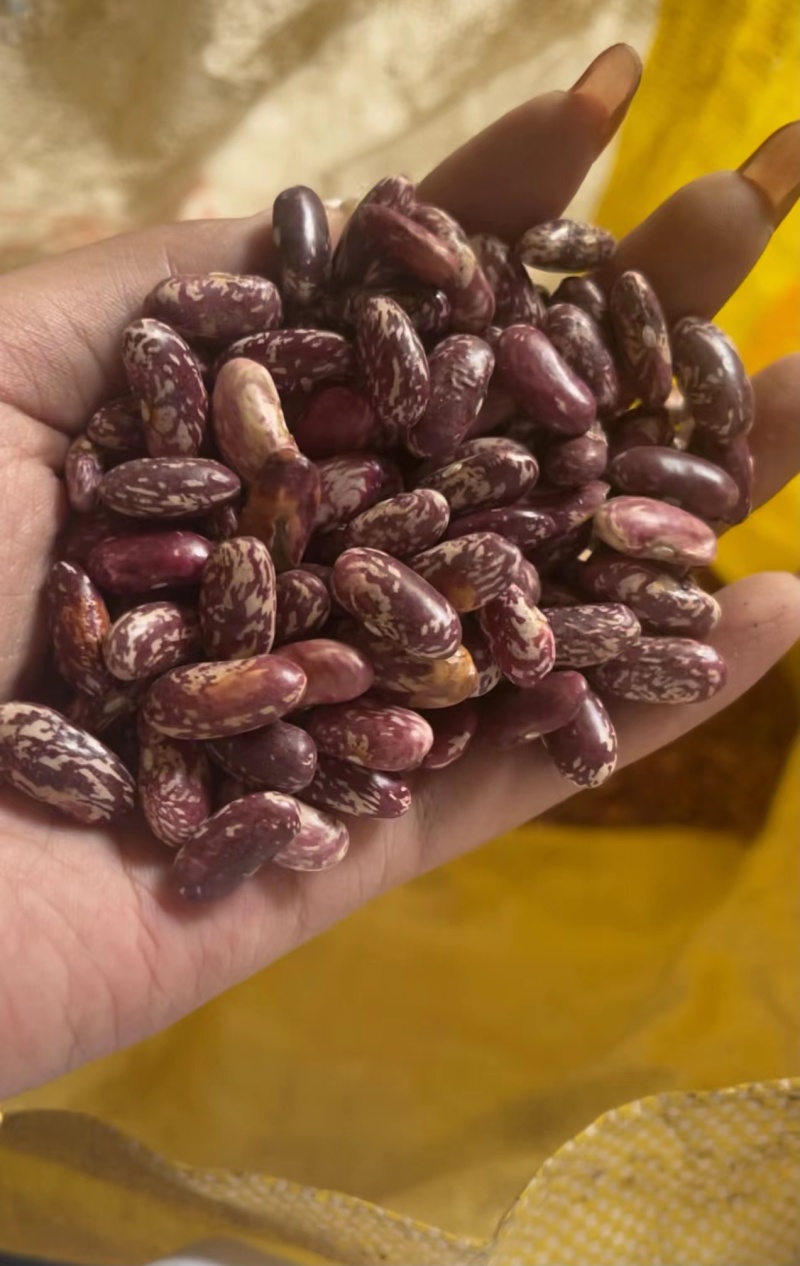 红花豆现货先发货量充足可视频看货代发全国