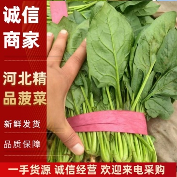 河北邯郸精品菠菜大量上市，价格美丽大量有货。量大优惠
