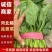 河北邯郸精品菠菜大量上市，价格美丽大量有货。量大优惠