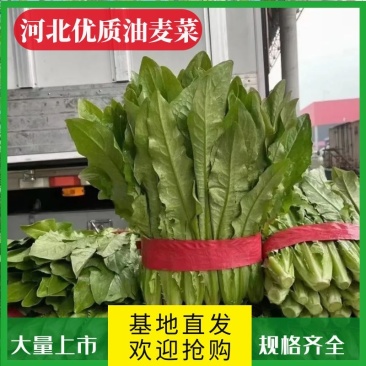 油麦菜产地直发一手货源实地，视频看货，欢迎合作