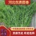 精品茴香产地直销规格齐全价格透明欢迎来电采购交流！