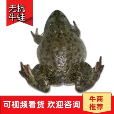 【牛蛙批发】江浙沪常规蛙牛蛙养殖批发价货源充足电联下单