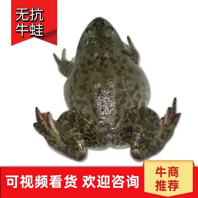 【牛蛙批发】江浙沪常规蛙牛蛙养殖批发价货源充足电联下单