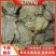 【无抗精选牛蛙】牛蛙养殖大量活蛙货量充足可大吨位走货