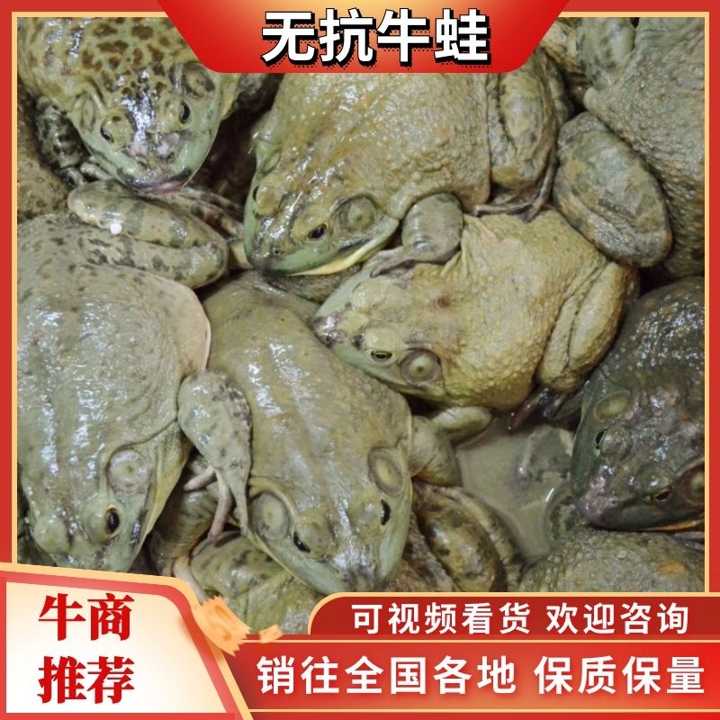 【无抗精选牛蛙】牛蛙养殖大量活蛙货量充足可大吨位走货